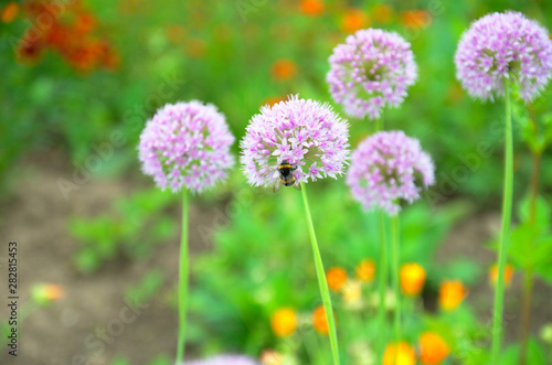 Flowering decorative garlic allium garden plant with bumblebee at grass background