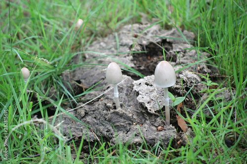 Panaeolus semiovatus, also known as Anellaria separata, commonly called the shiny mottlegill or egghead mottlegill, wild mushroom growing on dung
