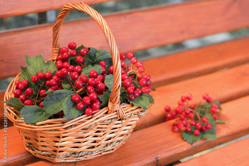 Red berries of viburnum in the basket. Images of red berries and leaves of viburnum in a wicker basket close-up. Concept: autumn harvest. Copy space.
