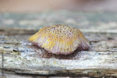 Symphytocarpus flaccidus, a tube slime mold from Finland, known also as Comatricha flaccida