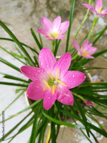 flower on a green background