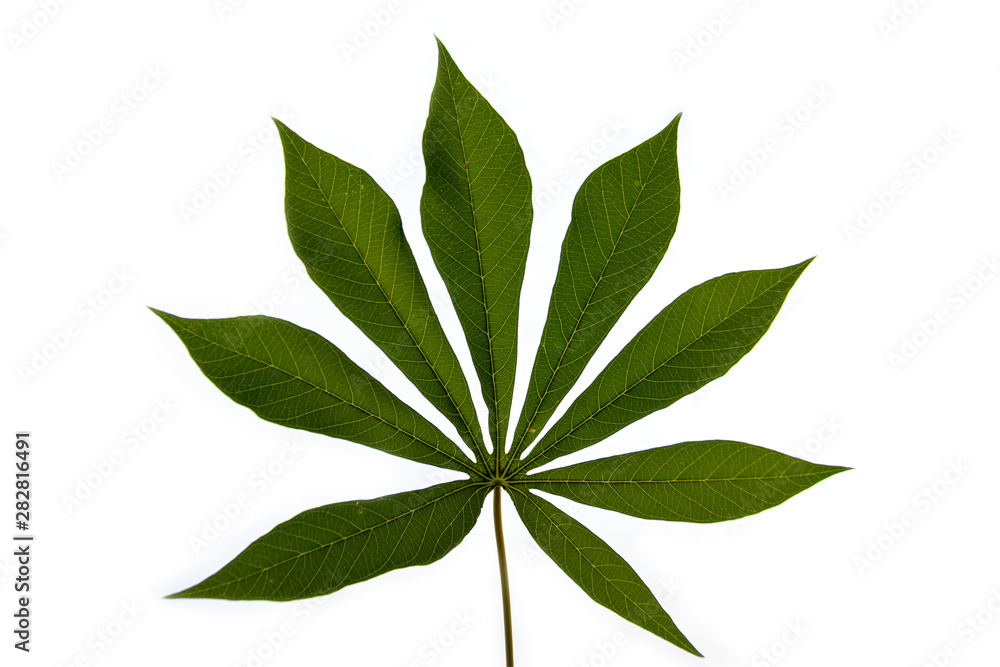 cassava leaf isolated on white background cassava leaf isolated on white background