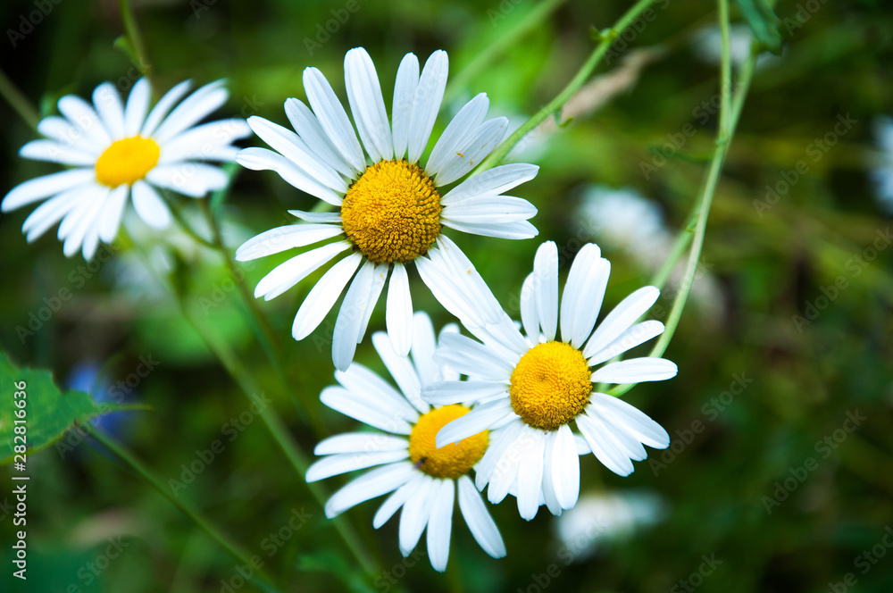 Obraz premium Chamomile flowers on a background of green grass. Close-up. Summer