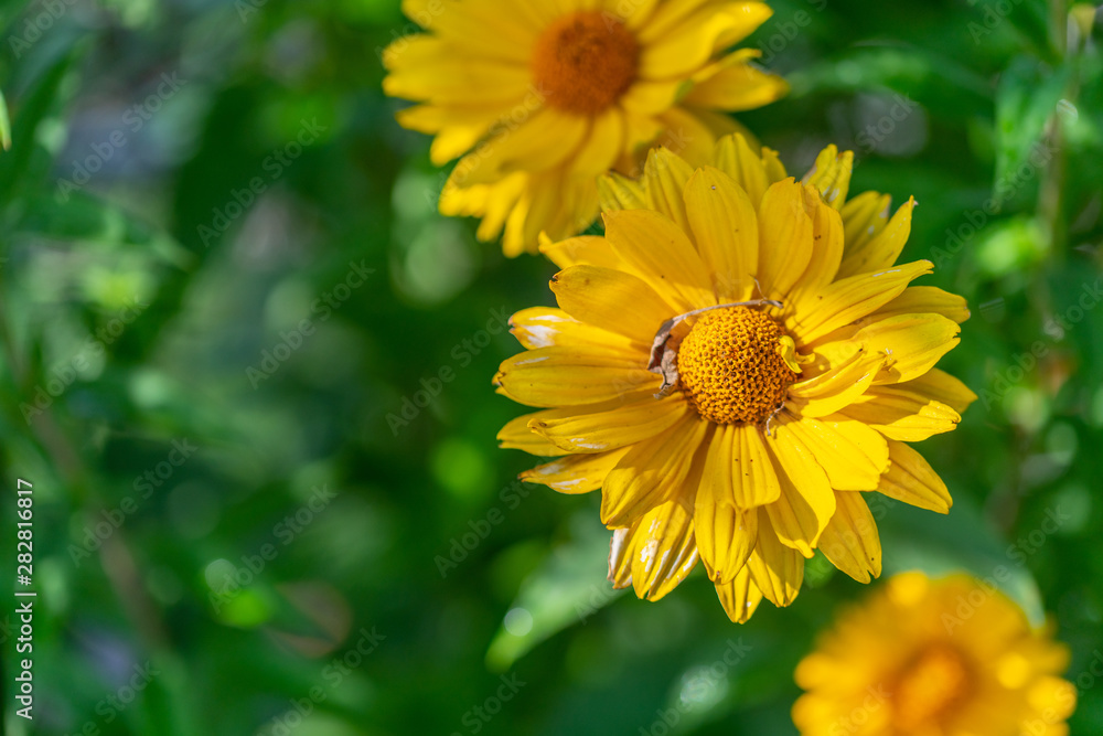 bright yellow flowers in focus bright yellow flowers in focus