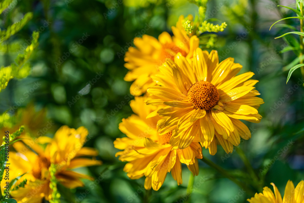 bright yellow flowers in focus bright yellow flowers in focus