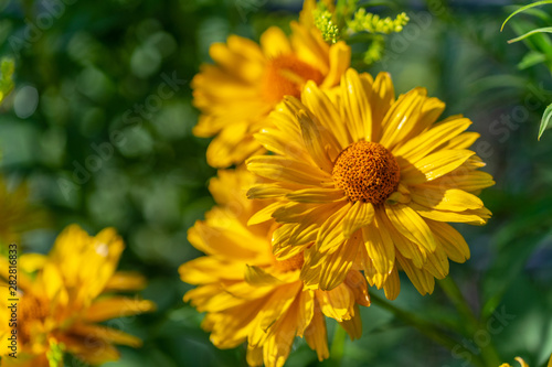 bright yellow flowers in  focus