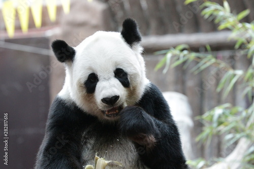 Female Panda name Lin Hui  Thailand
