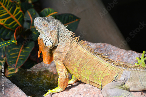 a green iguana