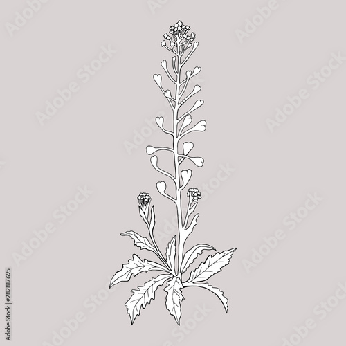 Monochrome plant (Capsella bursa pastoris) on a gray background. Can be used for postcards, invitations, advertising, web, textile and other.