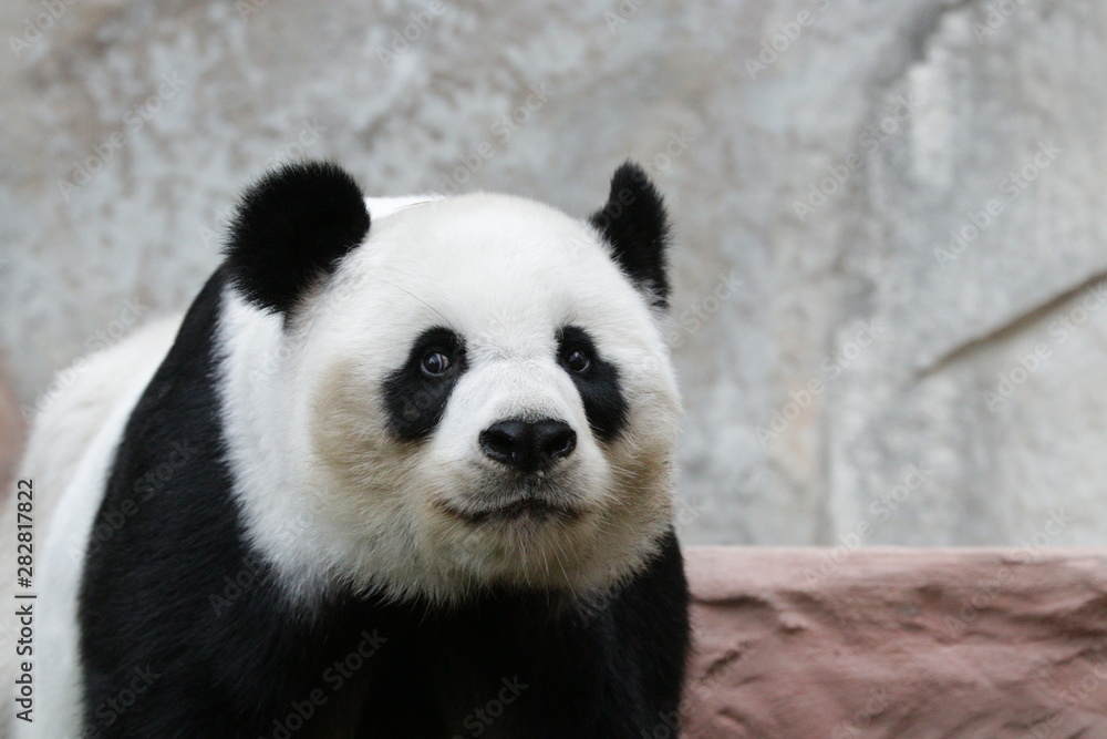 Beautiful Female Panda , Lin Hui, Chiangmai Zoo, Thailand Beautiful Female Panda , Lin Hui, Chiangmai Zoo, Thailand