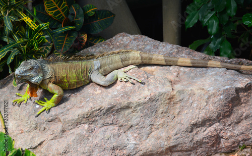 green iguana on the rock