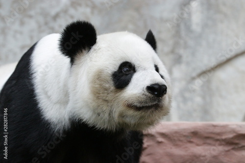 Beautiful Female Panda   Lin Hui  Chiangmai Zoo  Thailand