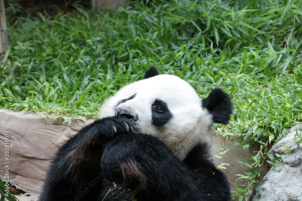 Fototapeta premium Playful Male Panda in Thailand, Chuang Chuang
