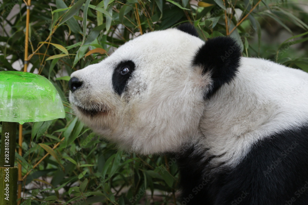 Sweet female Panda , Lin Hui, Chiangmai Zoo, Thailand Sweet female Panda , Lin Hui, Chiangmai Zoo, Thailand