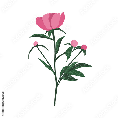 Colorful peony on a white background. Can be used for postcards, invitations, advertising, web, textile and other.