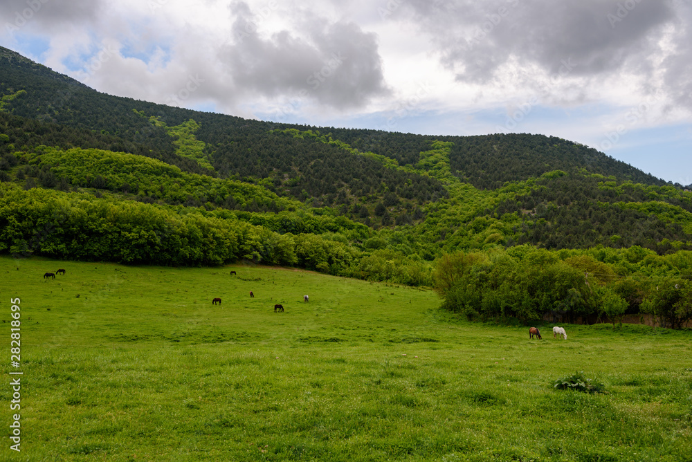 white and dark horses grazing on a green meadow near a high mountain covered with dense green vegetation, trees and grass, on an overcast day with clouds in the sky. Spring view of the Crimean mountai