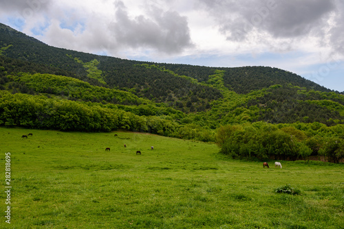 white and dark horses grazing on a green meadow near a high mountain covered with dense green vegetation, trees and grass, on an overcast day with clouds in the sky. Spring view of the Crimean mountai