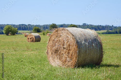 hay rolls on a mowed field in a village in summer