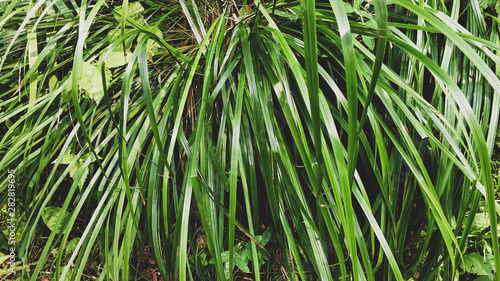 Natural background, green sedge closeup. Shiny, glossy grass plant