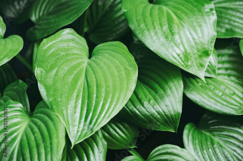 Close up sur des feuilles striées d'une plante verte