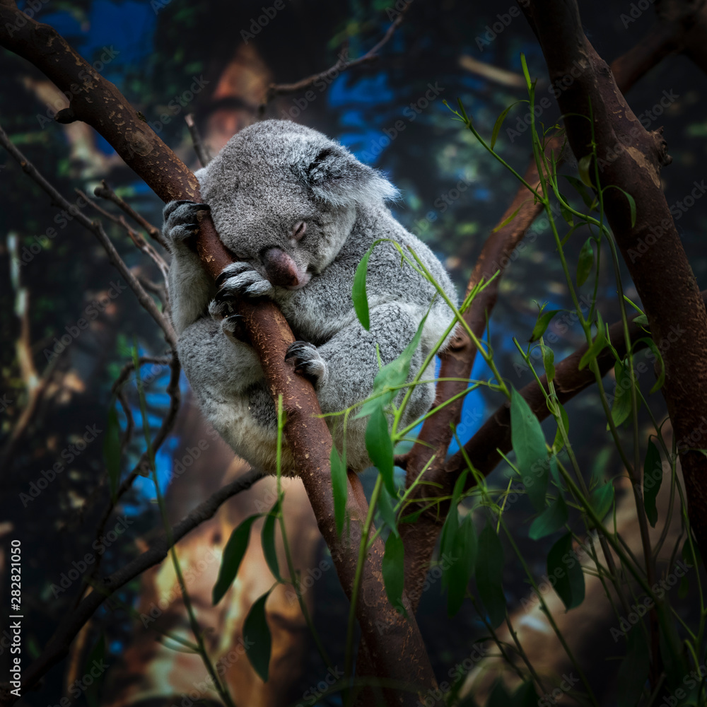 Fotografie koala in a tree