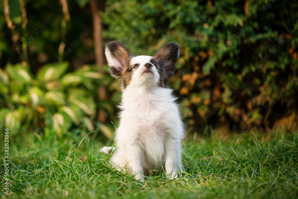 Puppy with dirty face in the garden