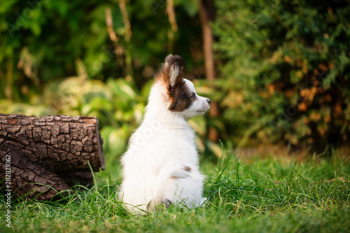 Puppy view from the back