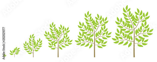 Tree growth stages. Ripening period progression. Tree life cycle animation plant phases.