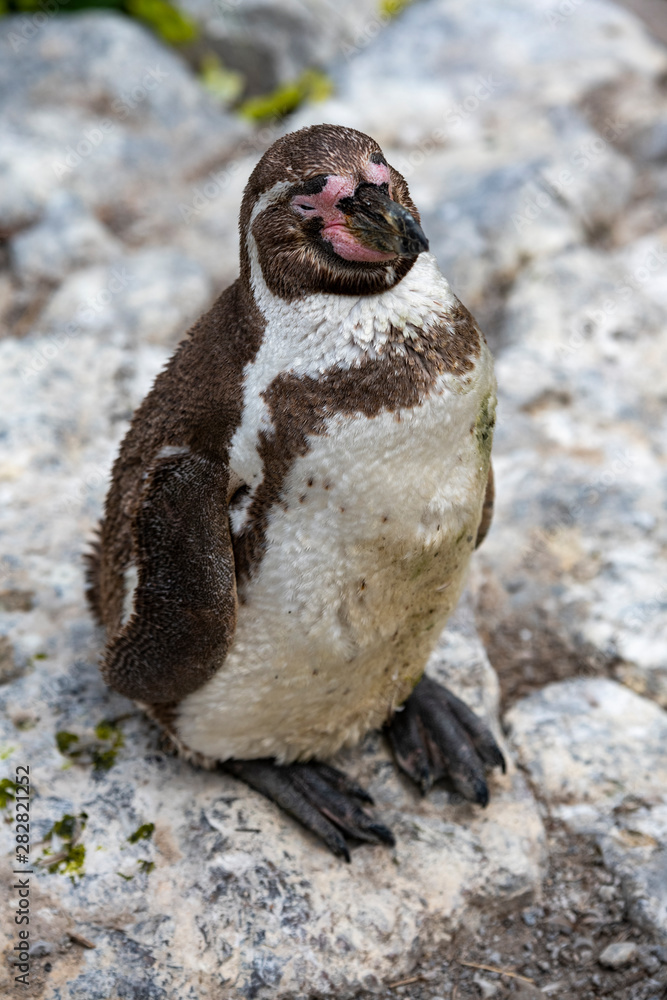 Naklejka premium gentoo penguin
