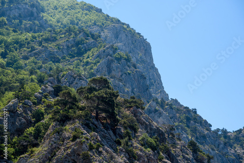trees growing on the mountainside having a white color on a sunny day, with clouds in the sky. Spring view of the Crimean mountains.