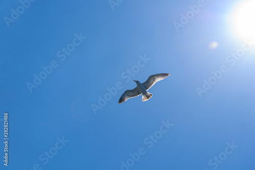 a large Crimean gull flies lit by the sun  on a bright sunny day  from the side of a pleasure boat in the black sea.