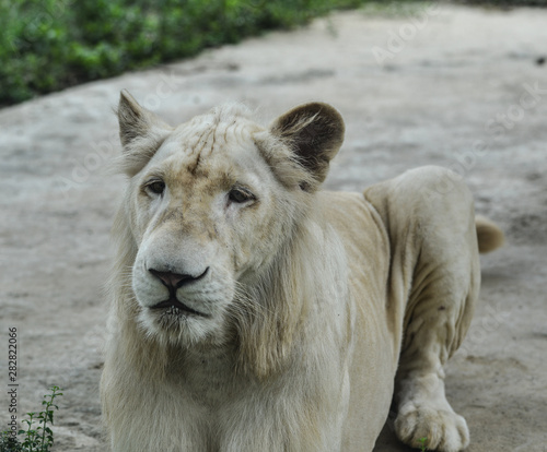 White Transvaal lion  Panthera leo krugeri 