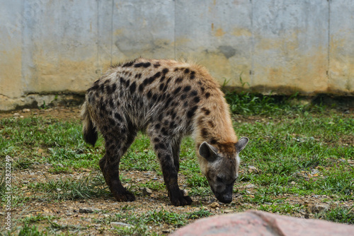 Spotted hyena (Crocuta crocuta) photo