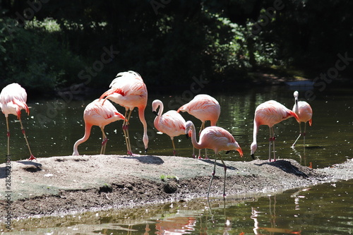 Fenicottero rosso (Phoenicopterus ruber)