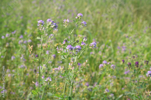 Alfalfa field in bloom on summer. Medicago sativa field