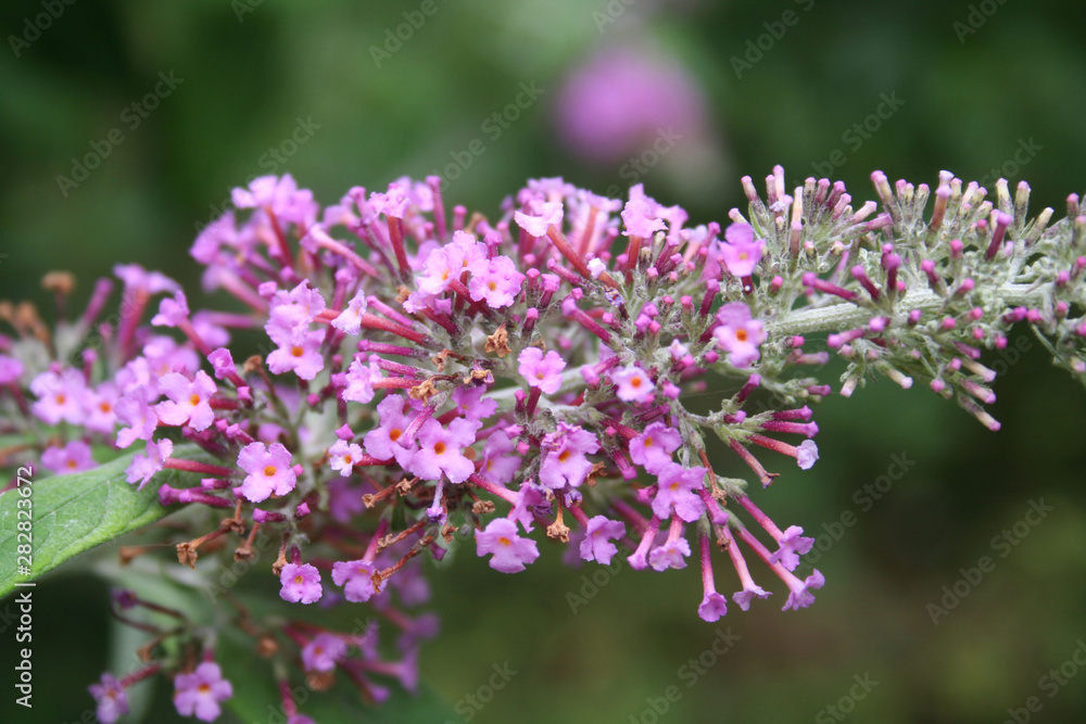 Close-up of Buddleja davidii pink flower on branch. Buddleja davidii or Butterfly bush in bloom on summer