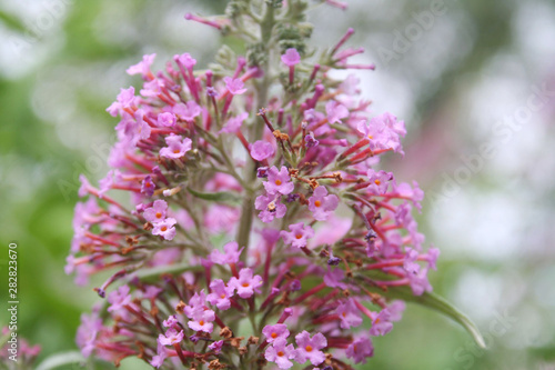 Close-up of Buddleja davidii pink flower on branch. Buddleja davidii or Butterfly bush in bloom on summer