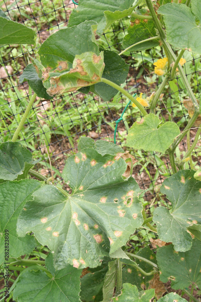 Obraz premium Colletotrichum orbiculare or anthracnose of cucurbits on leaves. Cucumber plant with disease in the vegetable garden. 