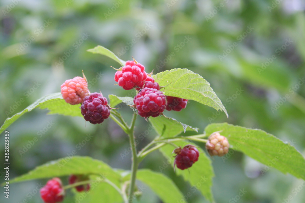 Fresh ripe raspberry fruits growing on plant. Summer fruit. Rubus idaeus bush in the vegetable garden Fresh ripe raspberry fruits growing on plant. Summer fruit. Rubus idaeus bush in the vegetable garden