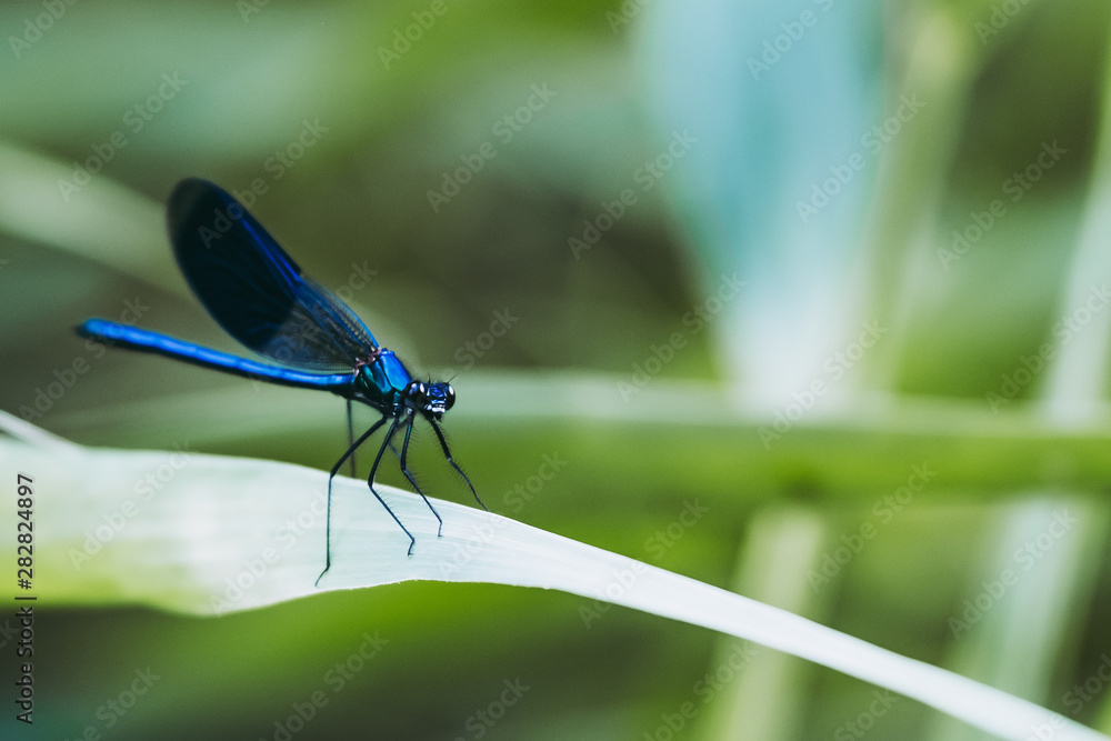 Libellule bleu irisée posée sur une branche Libellule bleu irisée posée sur une branche