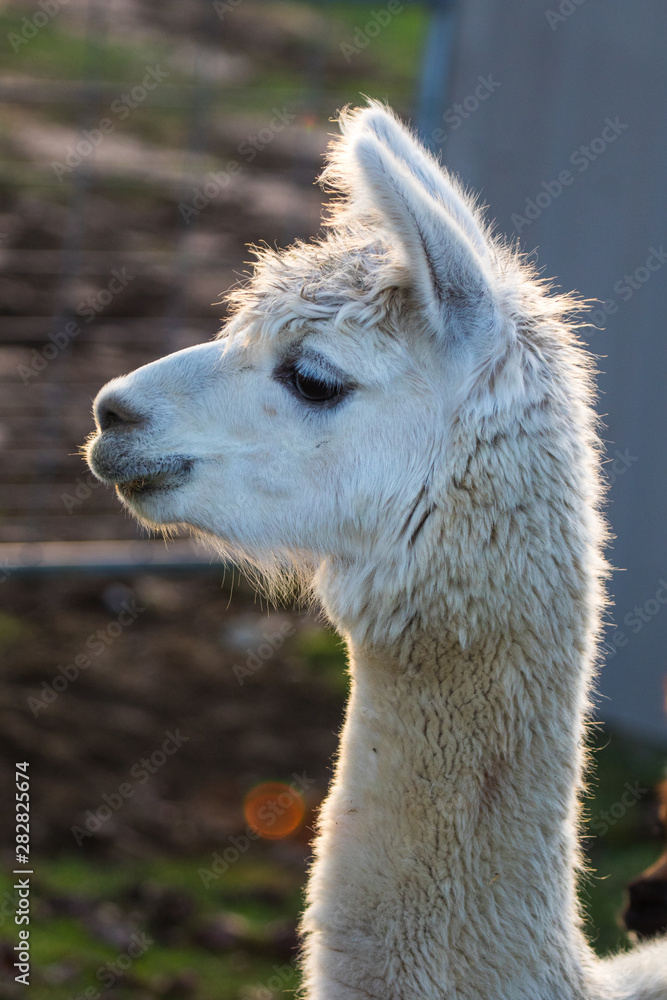 Cute Alpaca on the farm. Beautifull and funny animals from ( Vicugna pacos ) is a species of South American camelid.