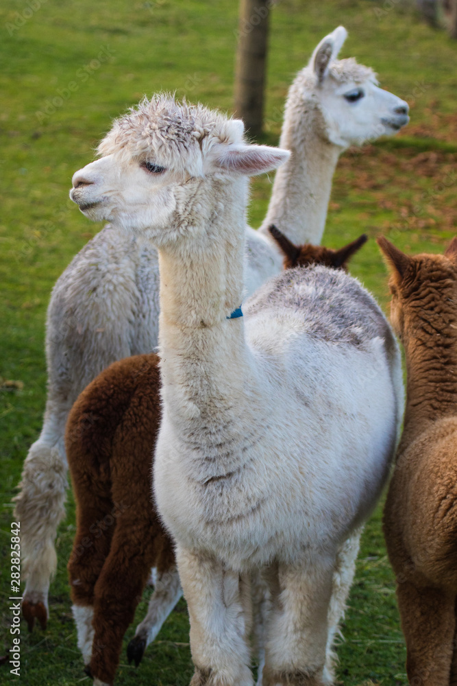 Cute Alpaca on the farm. Beautifull and funny animals from ( Vicugna pacos ) is a species of South American camelid.