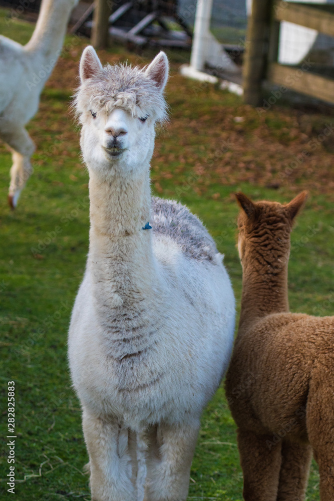 Cute Alpaca on the farm. Beautifull and funny animals from ( Vicugna pacos ) is a species of South American camelid. Cute Alpaca on the farm. Beautifull and funny animals from ( Vicugna pacos ) is a species of South American camelid.