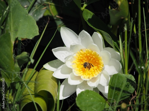 Wei  e Seerose mit Biene