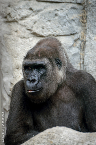 Retrato de la mirada de un gorila macho © Azahara