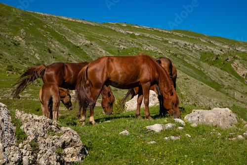 A herd of thoroughbred brown horses graze on a green meadow on a Sunny summer day