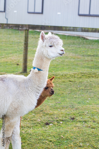 Cute Alpaca on the farm. Beautifull and funny animals from ( Vicugna pacos ) is a species of South American camelid. © Roman