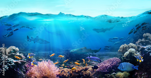 Fototapeta Naklejka Na Ścianę i Meble -  Tropical coastal waters. Underwater view of the coral reef. Life in the ocean. 
