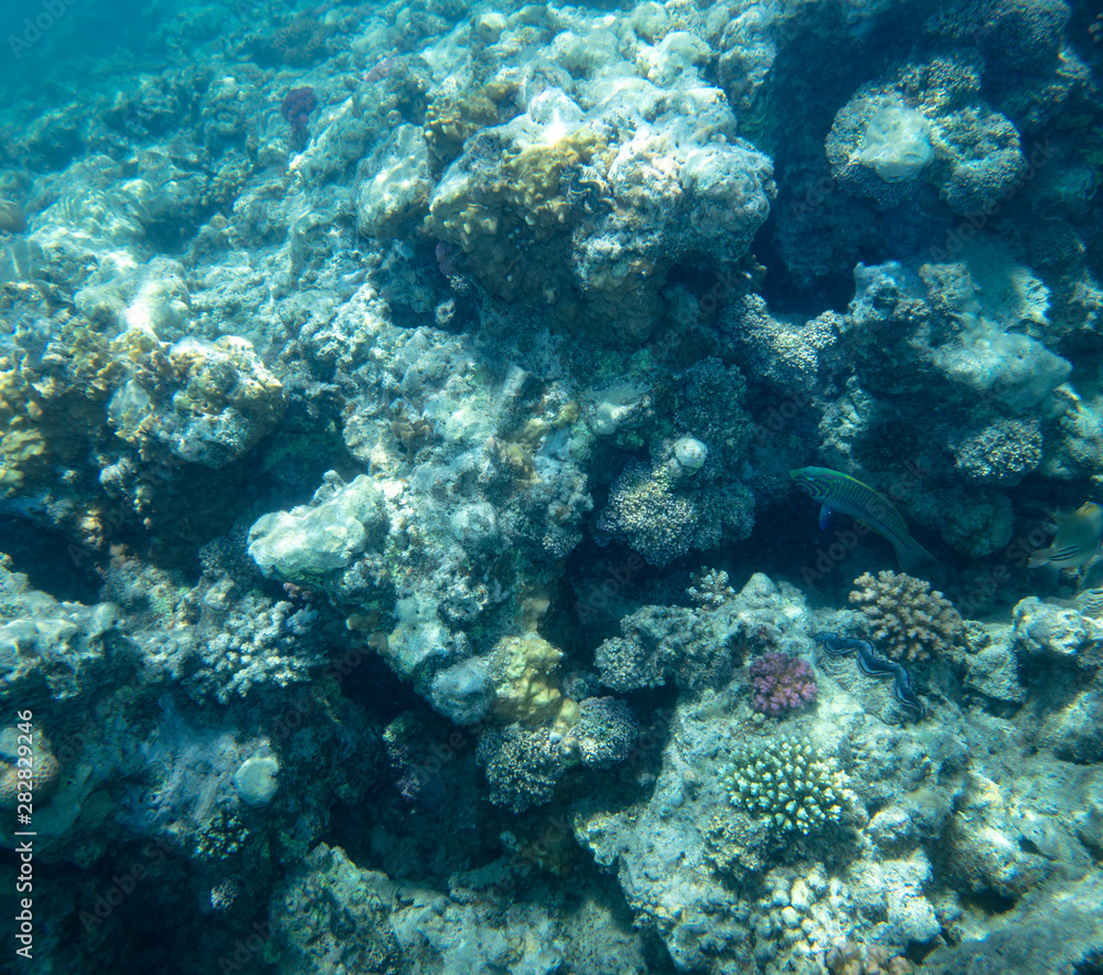 Fototapeta premium sea fish near coral, underwater