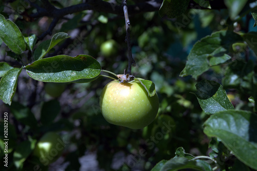 ripening green apples on a branch of an apple tree